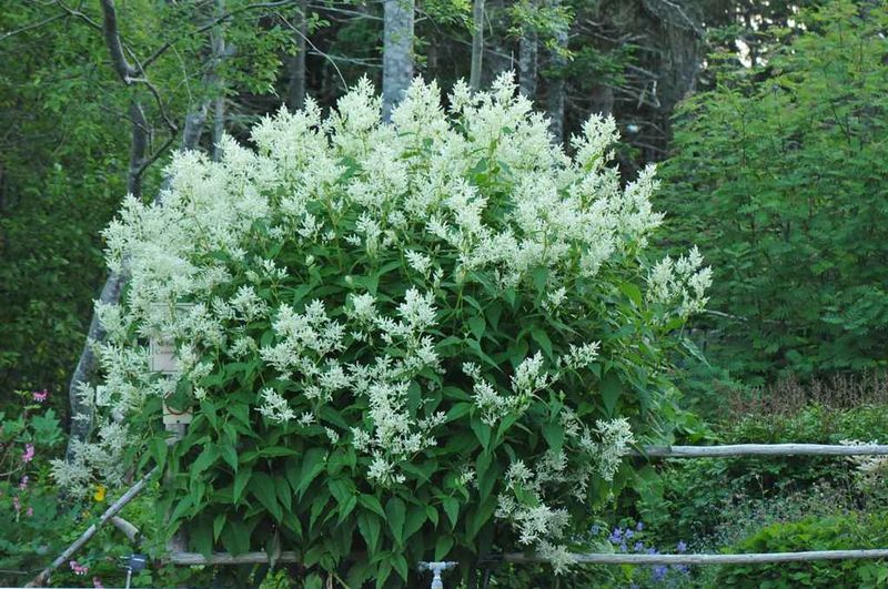 Persicaria Polymorpha