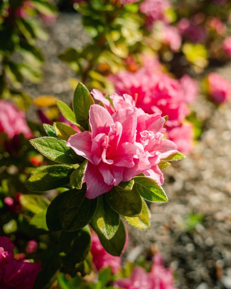 Azalea