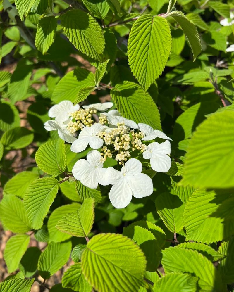 Viburnum