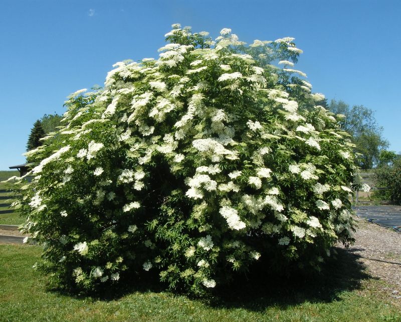 Elderberry