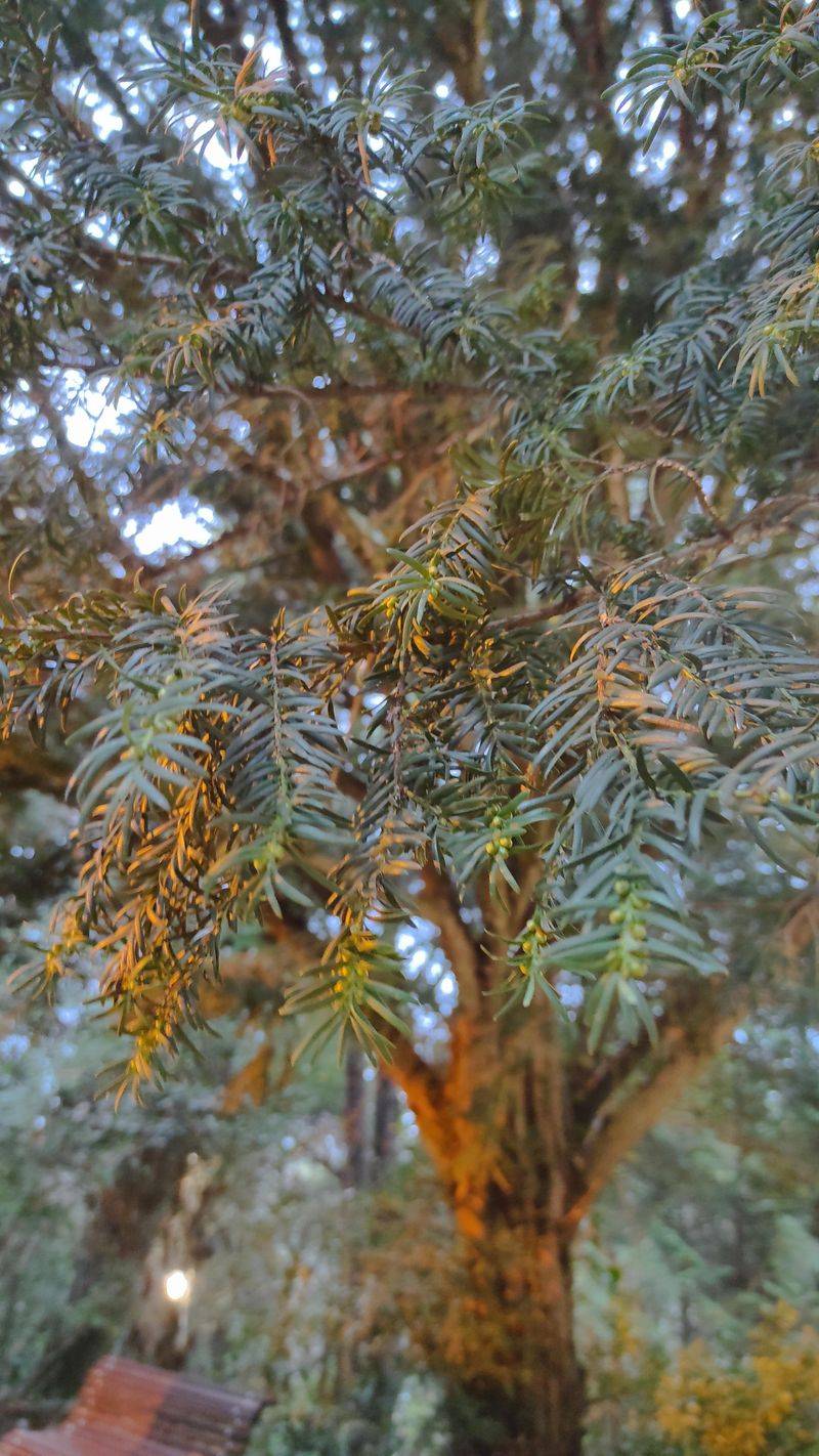 Yew: Toxic Time Bomb