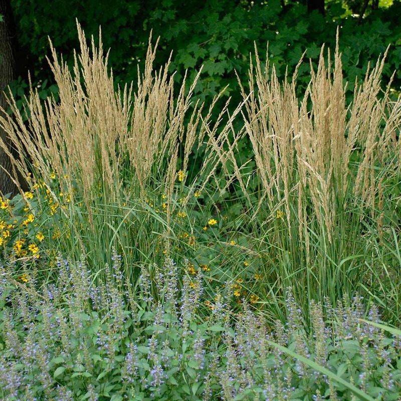 Architectural Plants With Good Manners