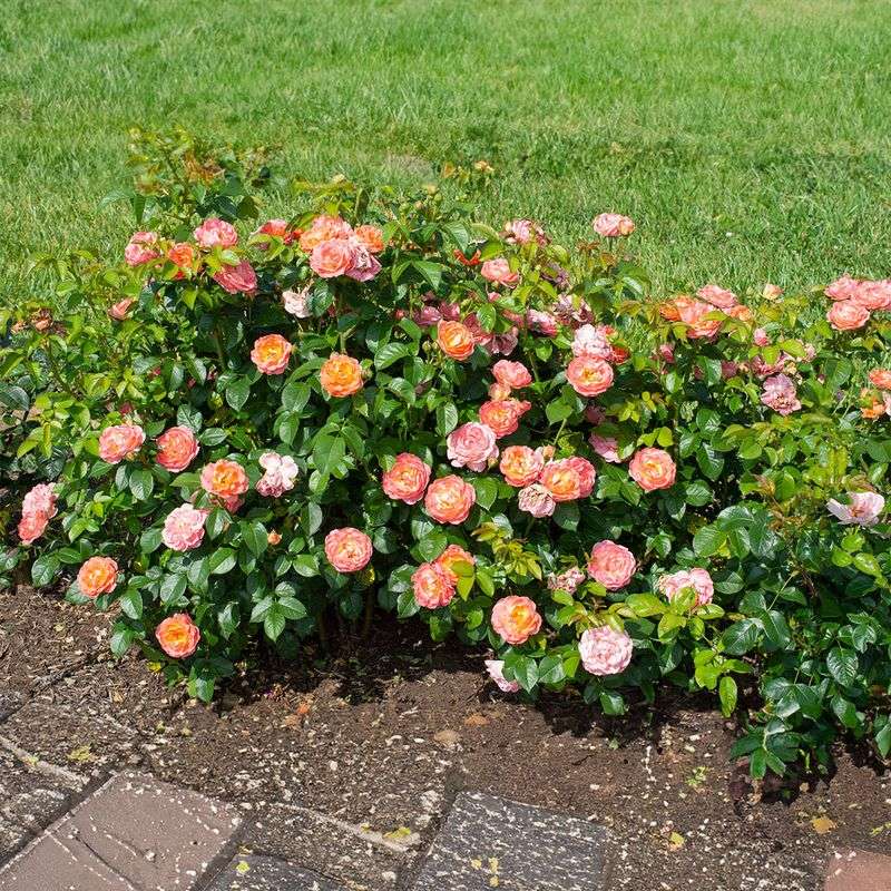 Low-Maintenance Flowering Shrubs