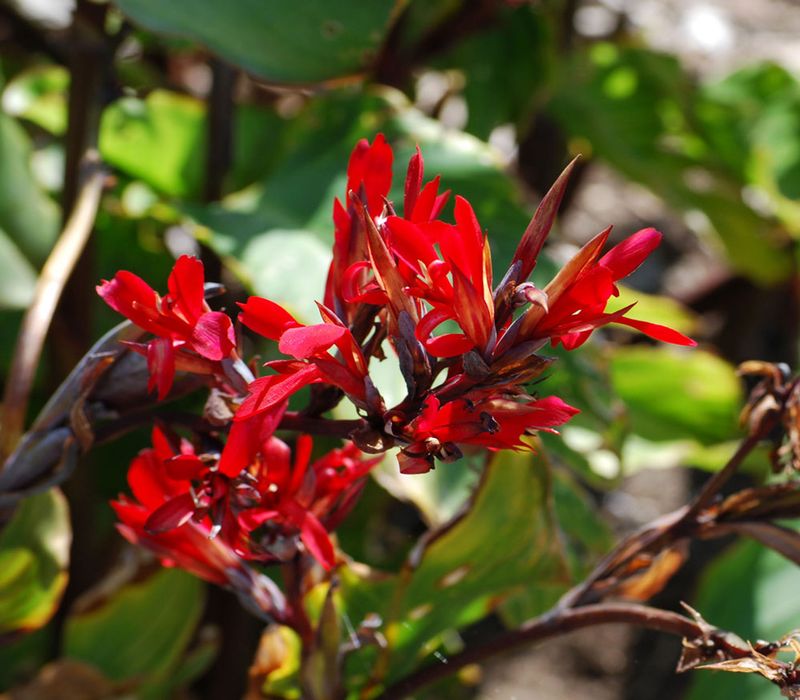 Canna Edulis - The Mummy Flower