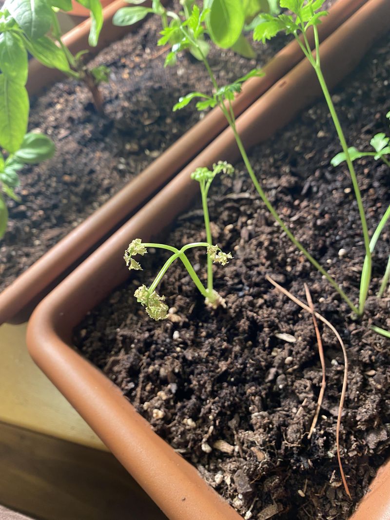 Freshly Fertilized Beds