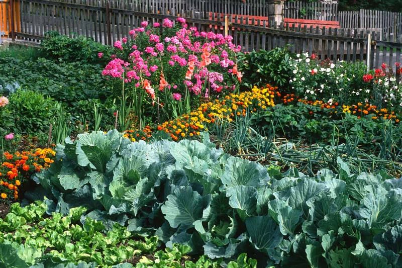Vegetable Gardens