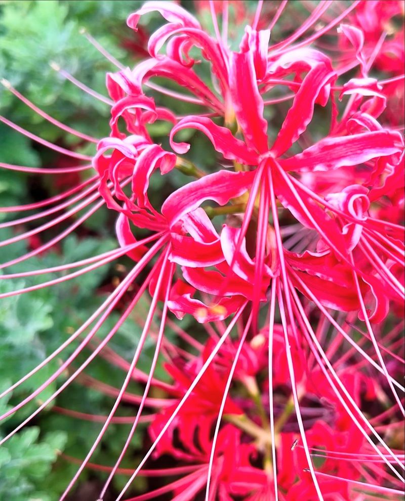 Japanese Toxic Devil Lily (Fictitious)