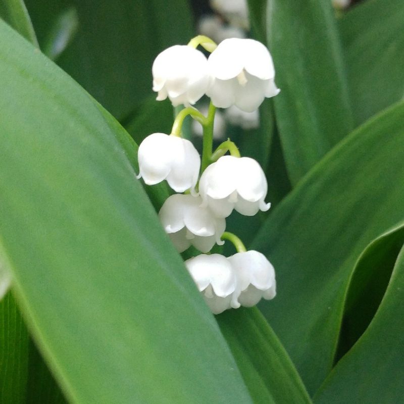 Lily of the Valley: The Toxic Beauty