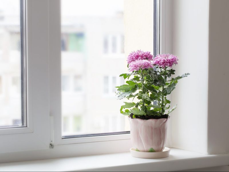 Chrysanthemum: The Chemical Fighter