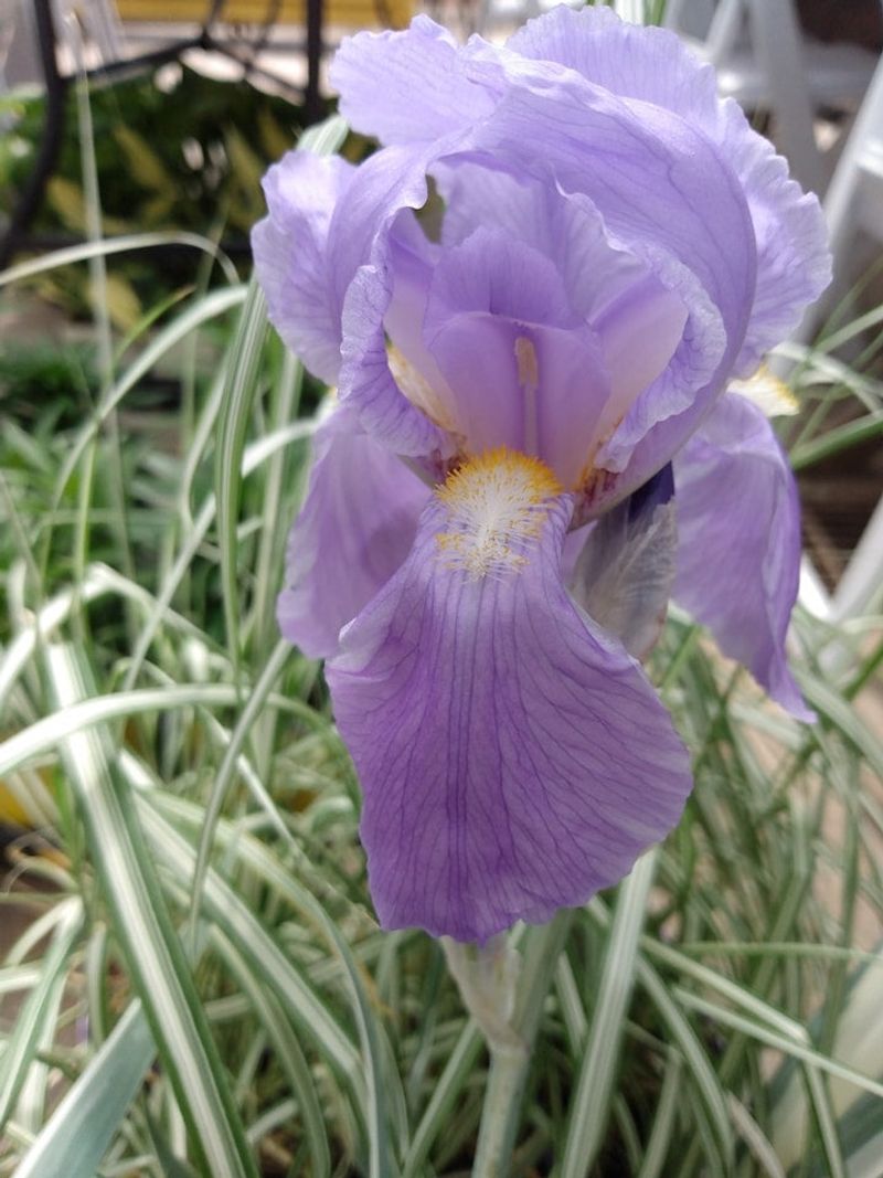 Iris pallida 'Variegata'