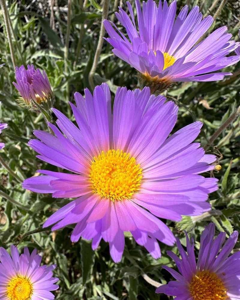 Mojave Aster