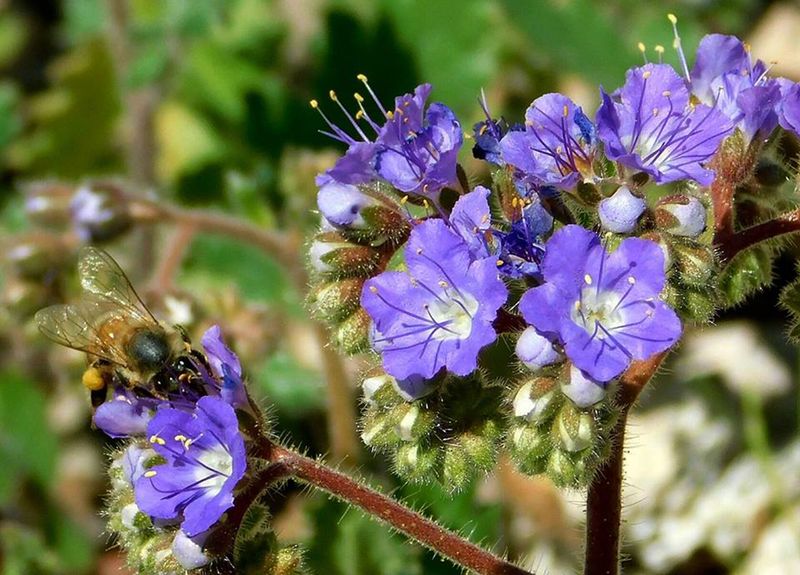 Blue Phacelia