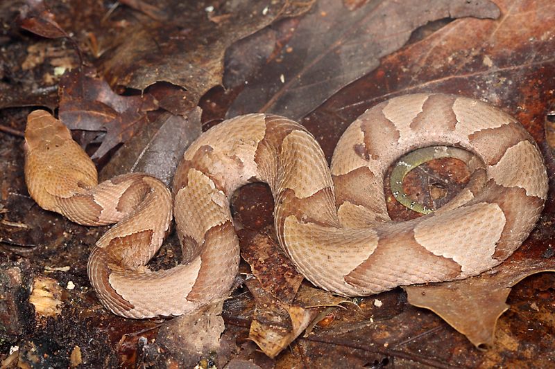 Missouri's Woodland Wrigglers