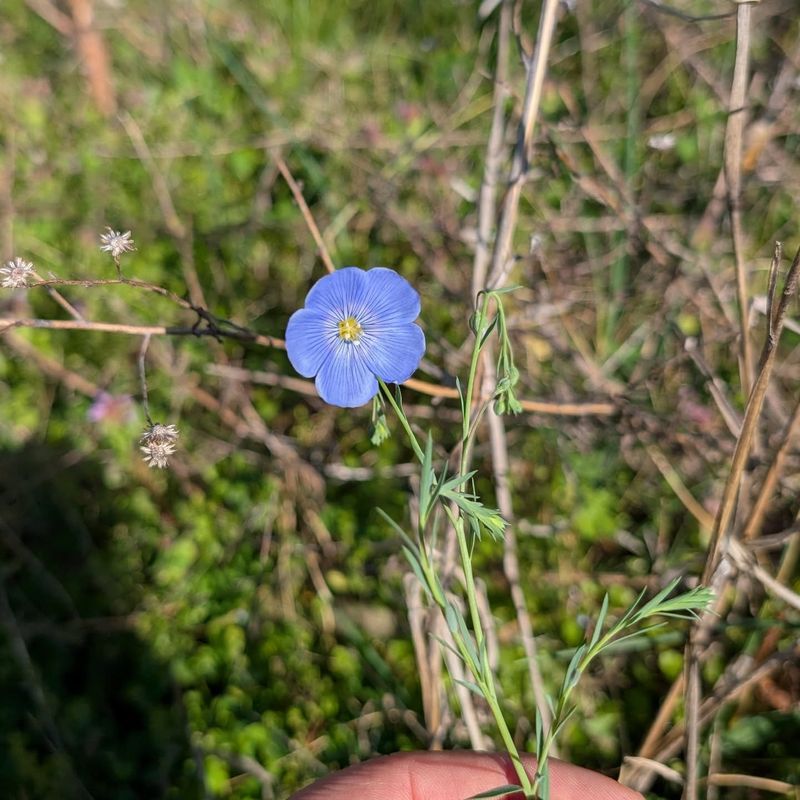 Perennial Flax