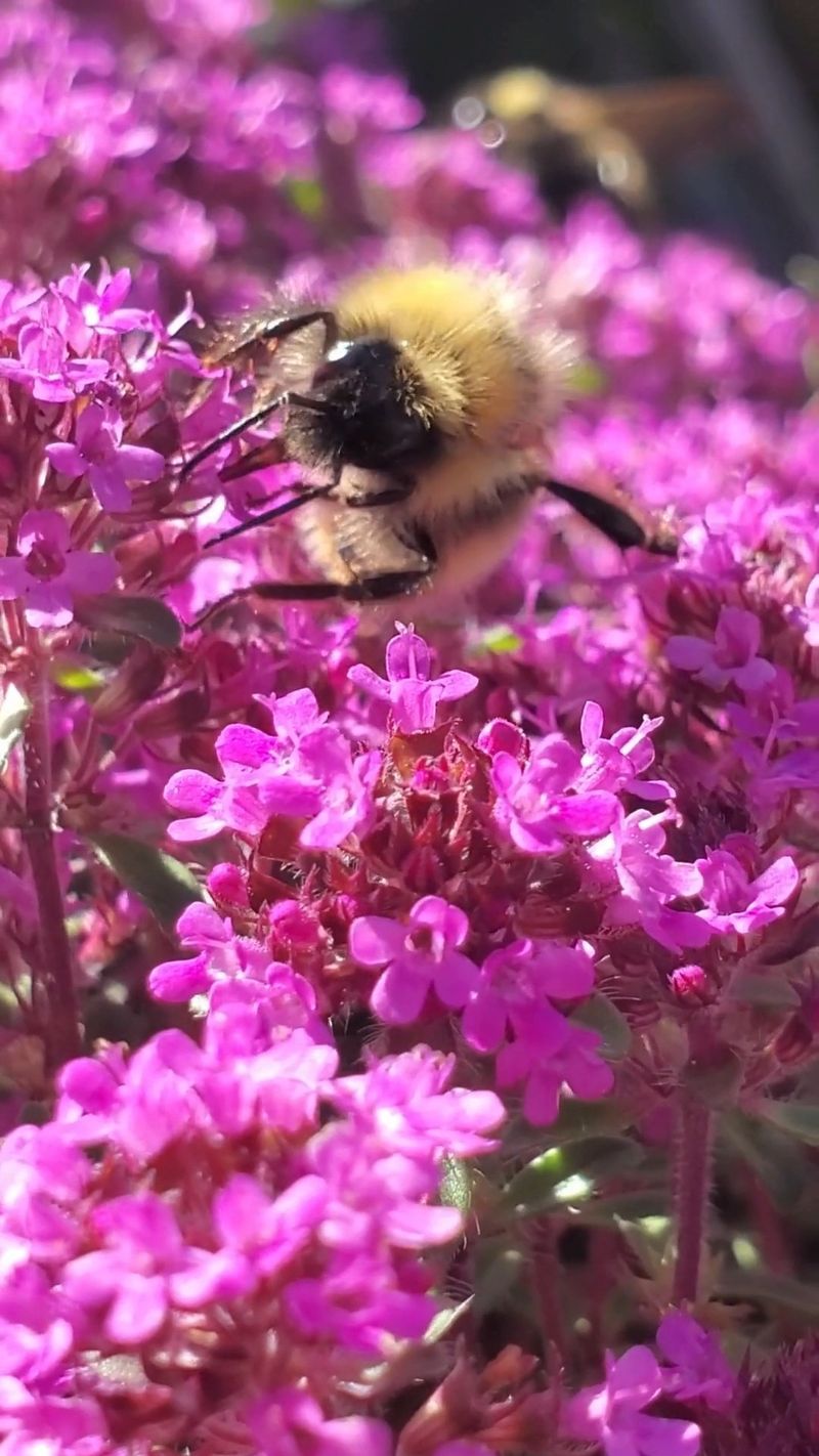 Pollinator Attraction Is Significant