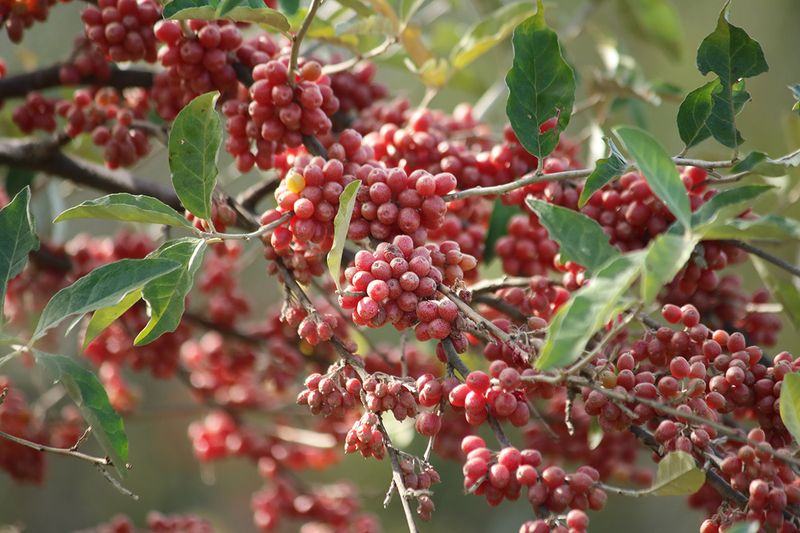 Autumn Olive: The Problem-Soil Solution