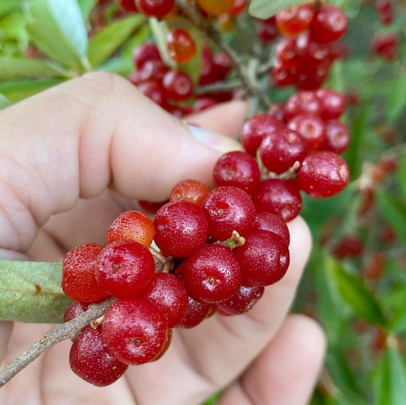 Autumn Olive