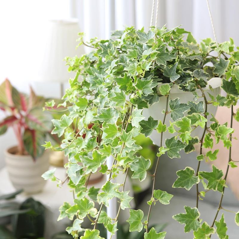 English Ivy (Hedera helix)