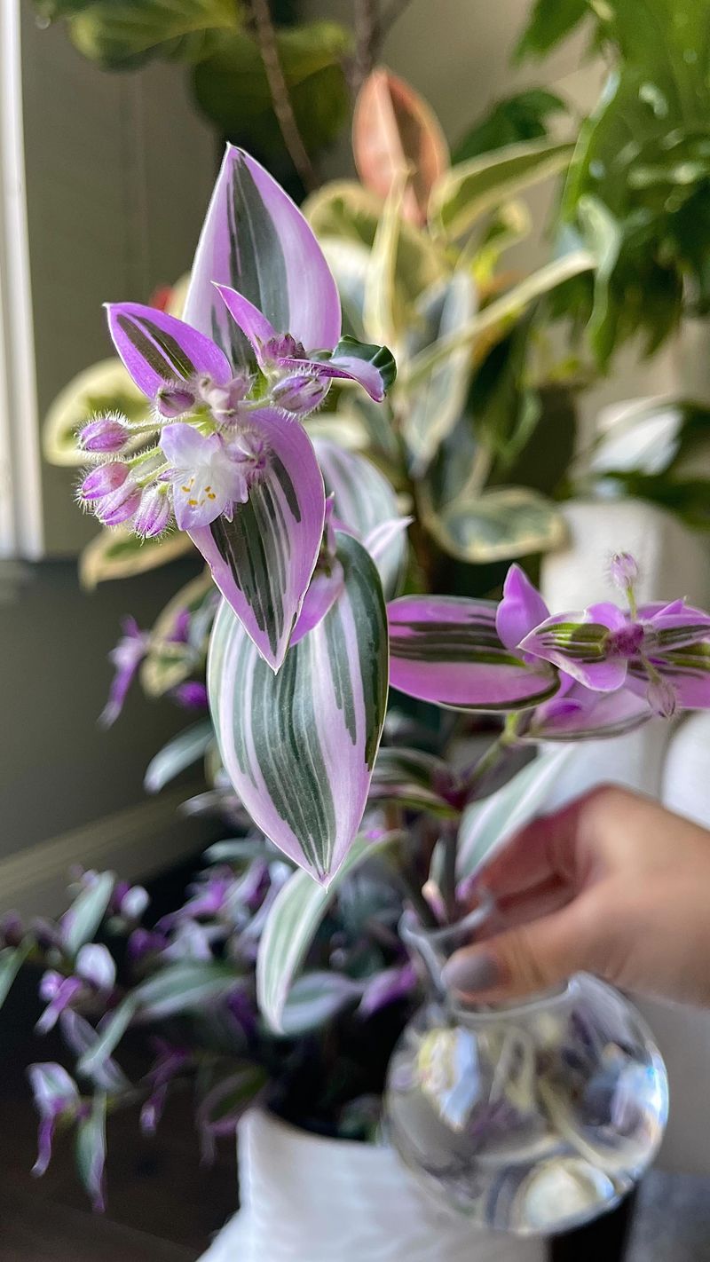 Tradescantia