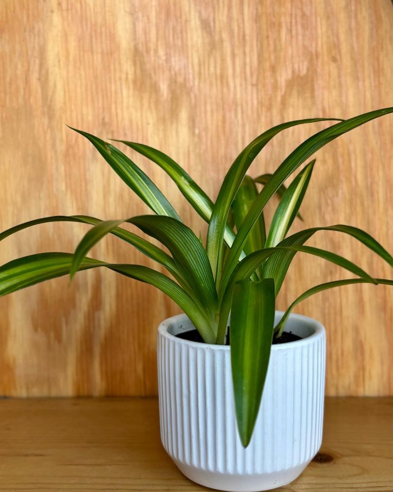 Spider Plant