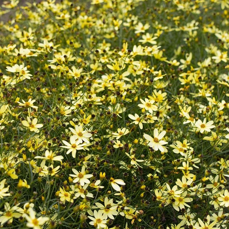 Coreopsis 'Moonbeam'