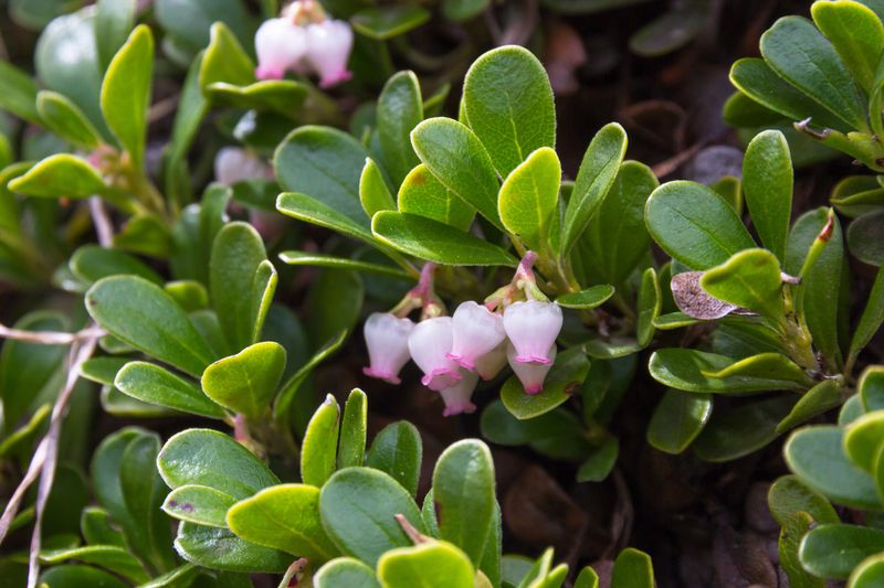 Bearberry (Arctostaphylos uva-ursi)