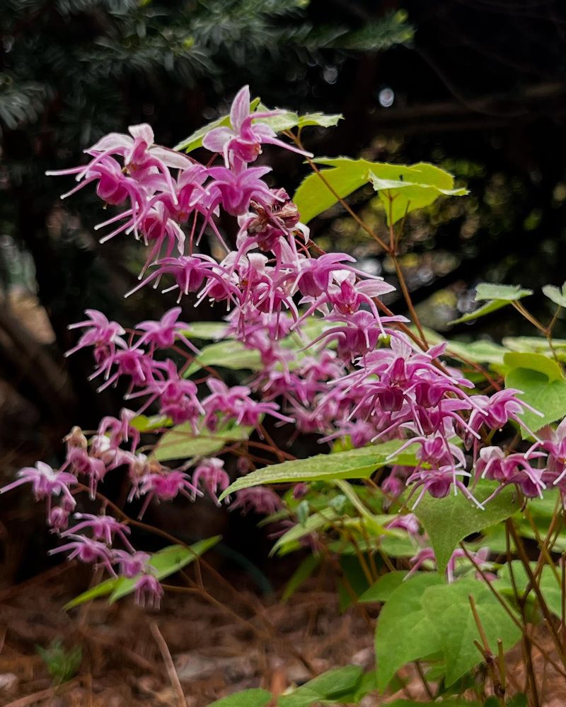 Epimedium