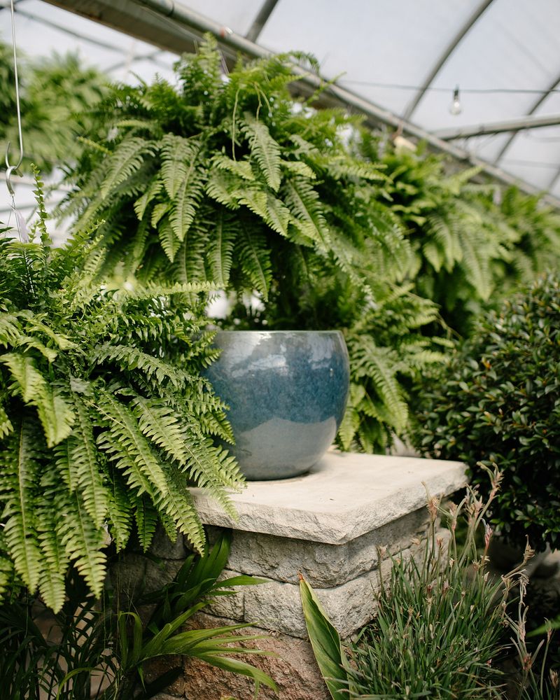 Ferns