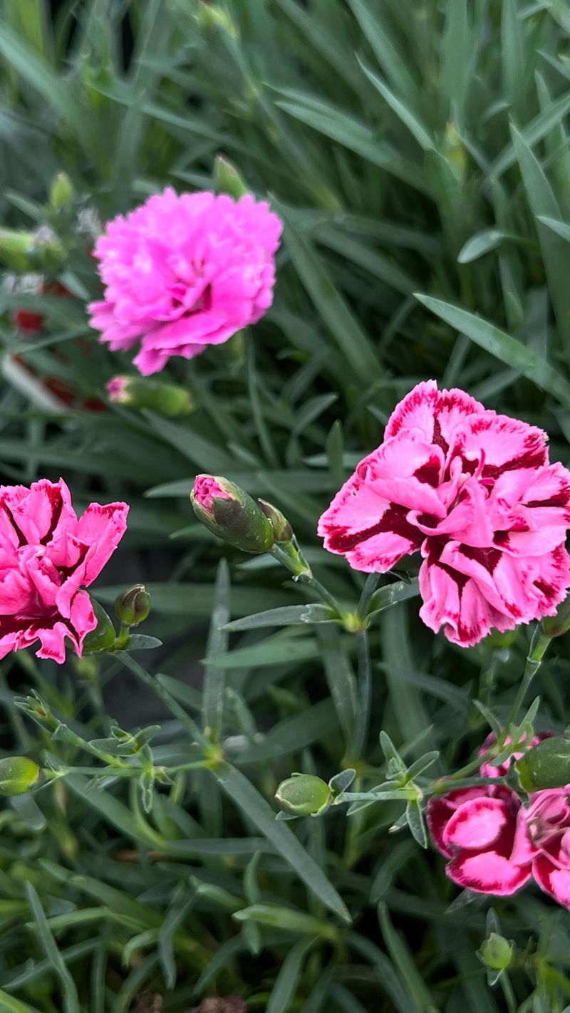 Dianthus (Pinks)