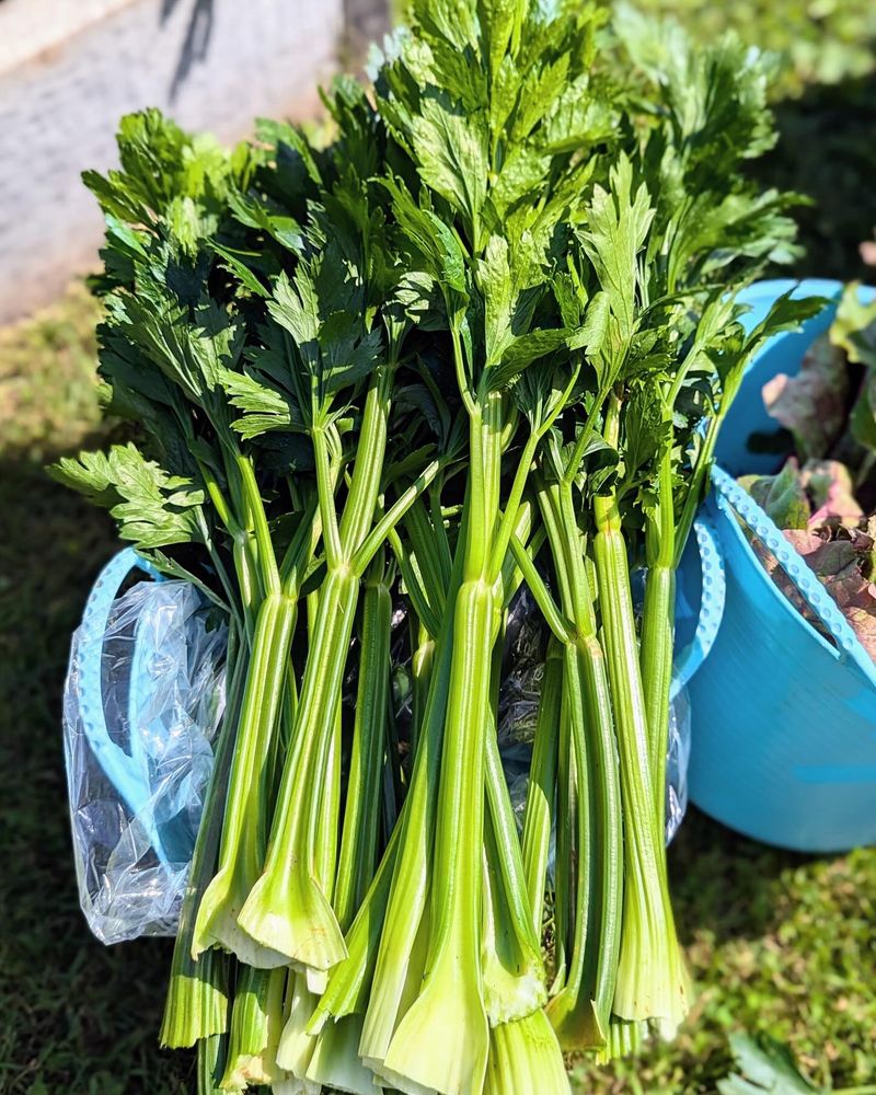 Celery: The Thirsty Time-Eater