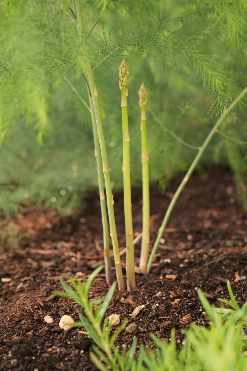 Asparagus: Three Years Of Patience For Thin Stalks