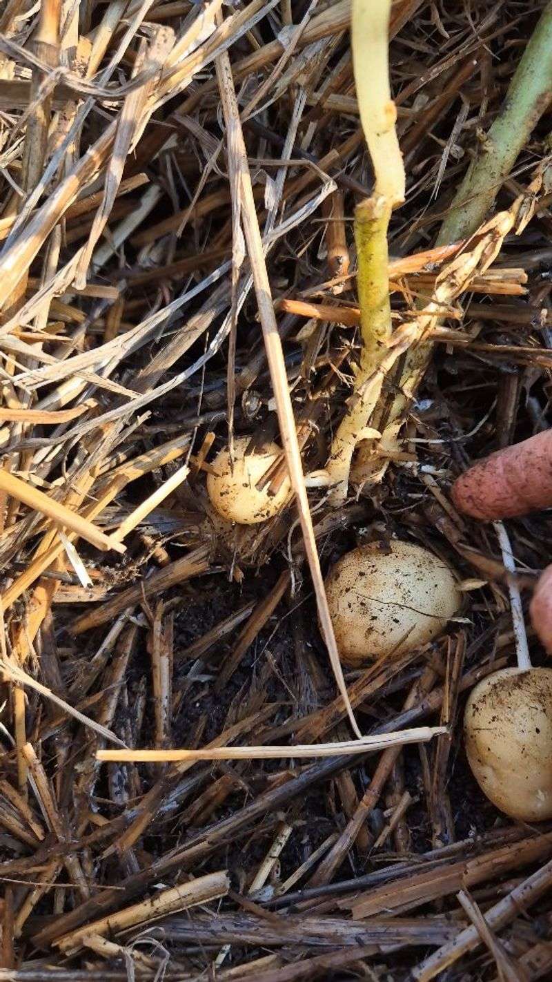 Potatoes: The Underground Disruptors