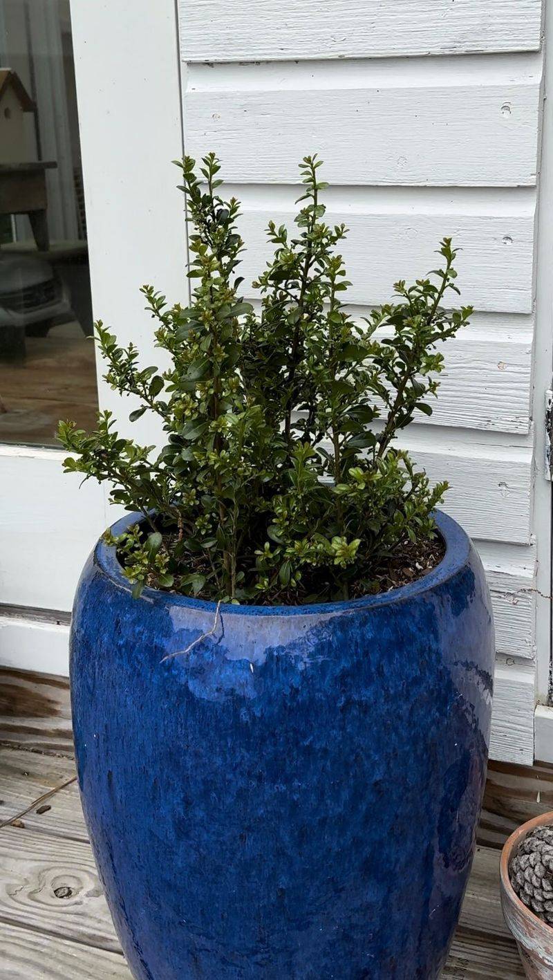 Revives Dying Plants
