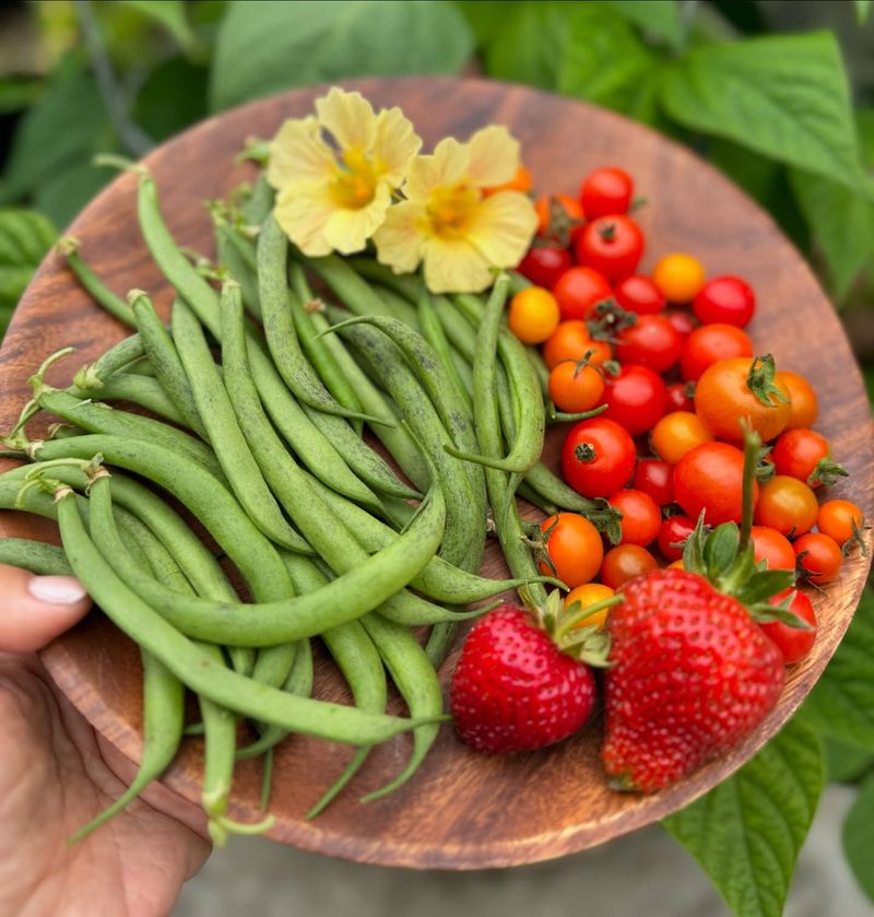 Bush Beans