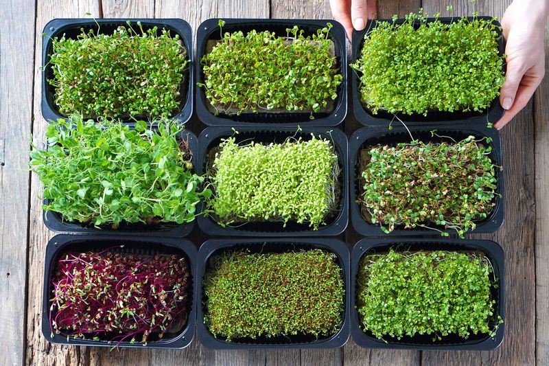 Microgreens: Intensely Flavored Seedlings In Shallow Trays