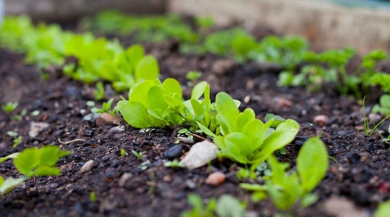 Lettuce - Leafy Abundance