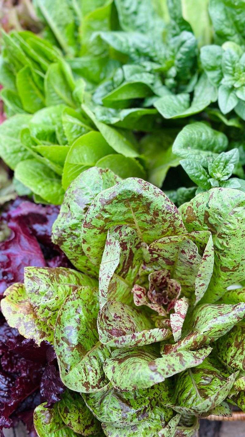 Lettuce That Never Turns Tough