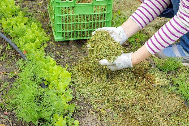 Lawn Chemicals and Clippings