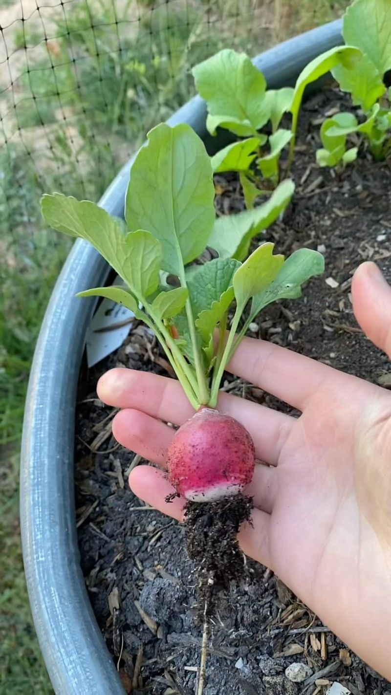 Radishes