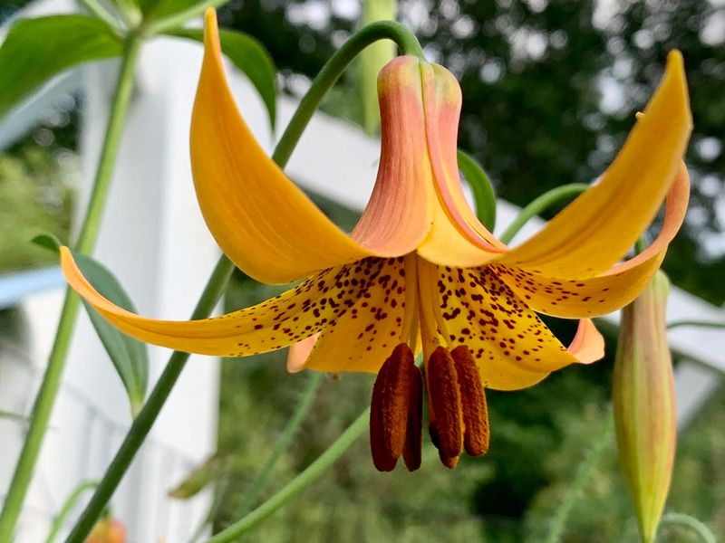 Canada Lilies
