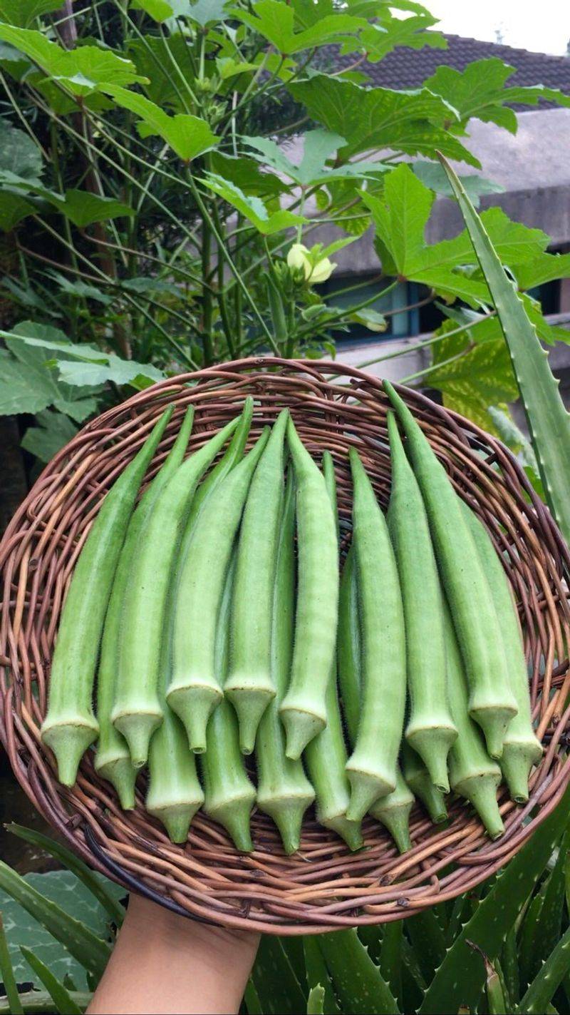 Okra