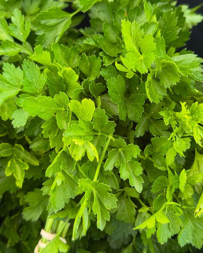 Parsley