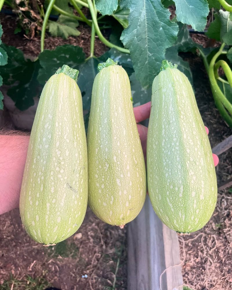 Zucchini
