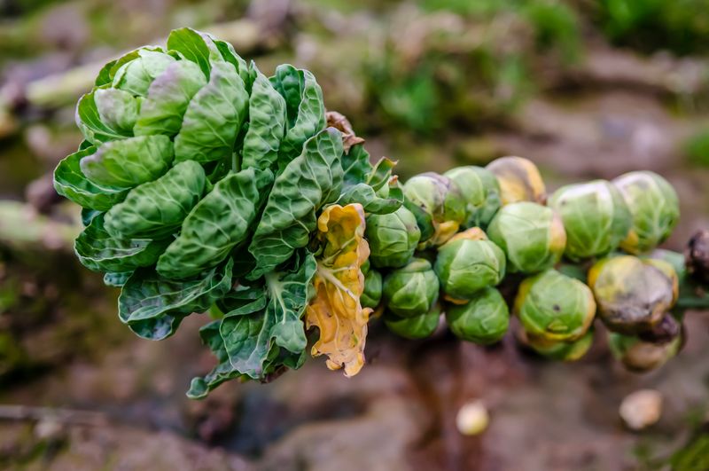 Brussels Sprouts: 100+ Days Of Pest Problems