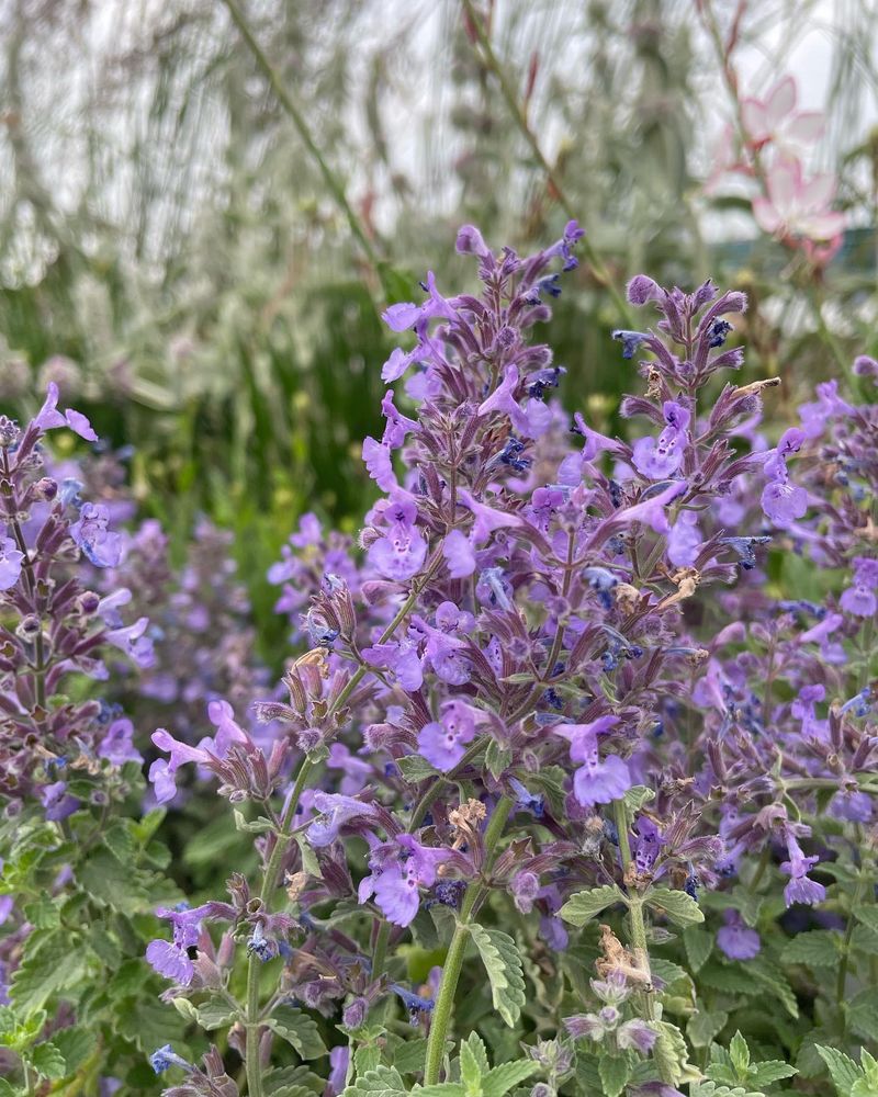 Catmint: Catnip's More Refined Cousin