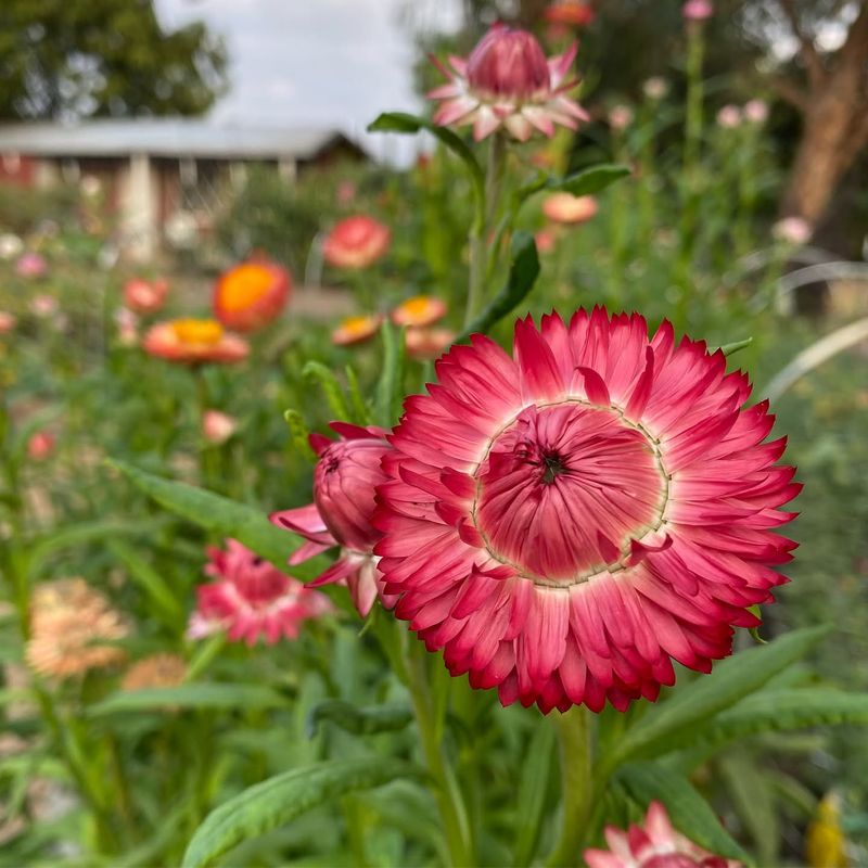 Strawflowers