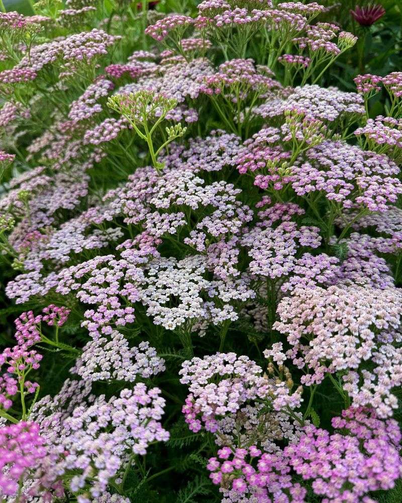 Yarrow (Achillea)