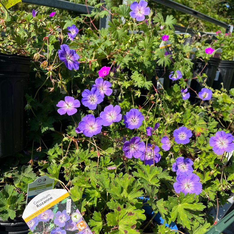 Hardy Geranium (Cranesbill)