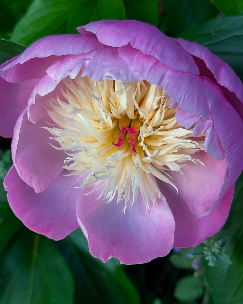 Peony