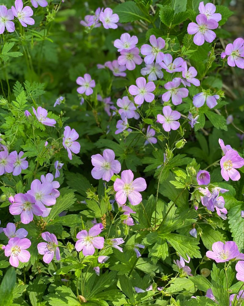 Geranium